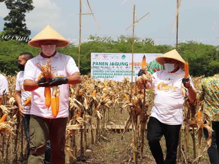 Panen Ribuan Ton Jagung, Agro Jabar Menjadi Pionir Bisnis Pangan di Jabar